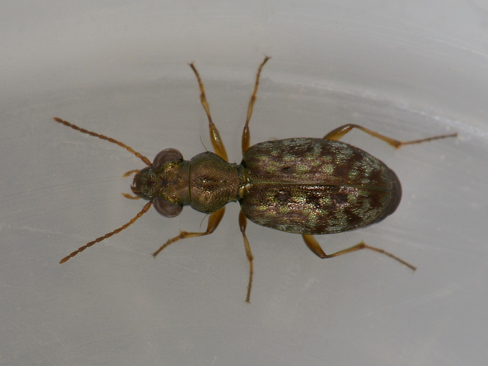 Asaphidion flavipes